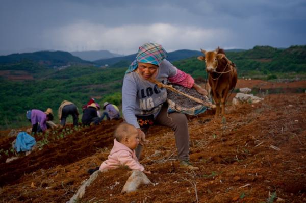 拼多多农产品上行平台_互联网+农产品出村进城工程试点工作_最好的农业网站