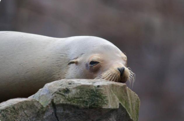 美国证实日本即将沉没_日本核废水排放_美国太平洋DDT废料倾倒