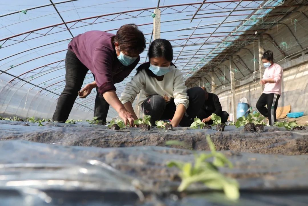 “吃苦幼儿园”为何能走红_幼儿劳动教育实践_幼儿园劳动课