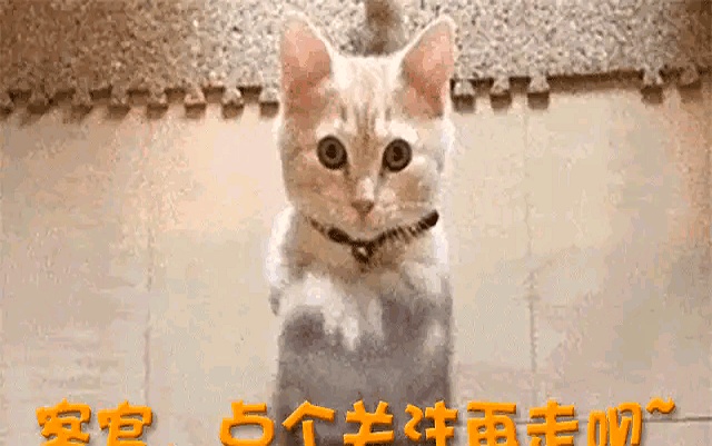 何炅视频_51岁何炅体检报告_何炅身体状态分析