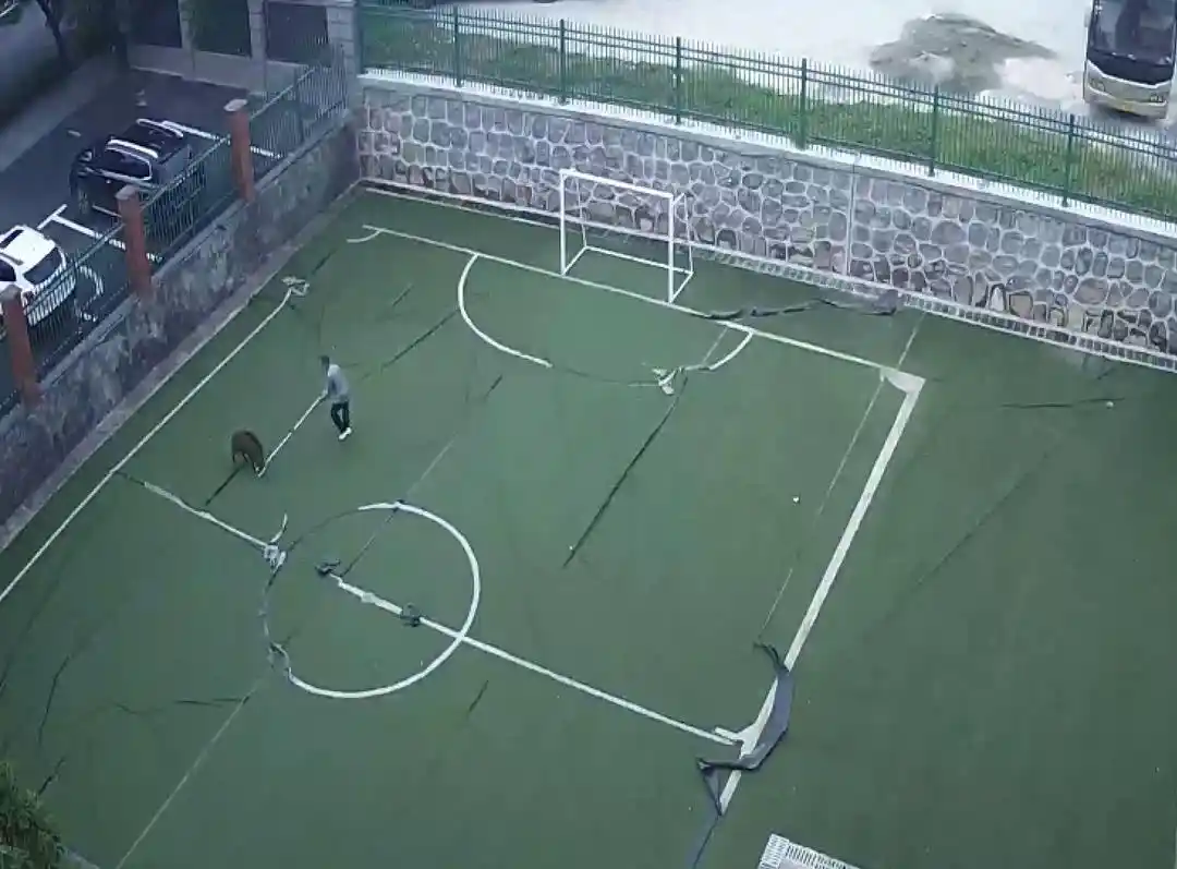 安徽一狮子街头狂奔 有人拿铁锹追_安徽铜陵金狮小学保安大战野猪事件_铜陵市金狮小学校园野猪入侵保安钢叉阻拦