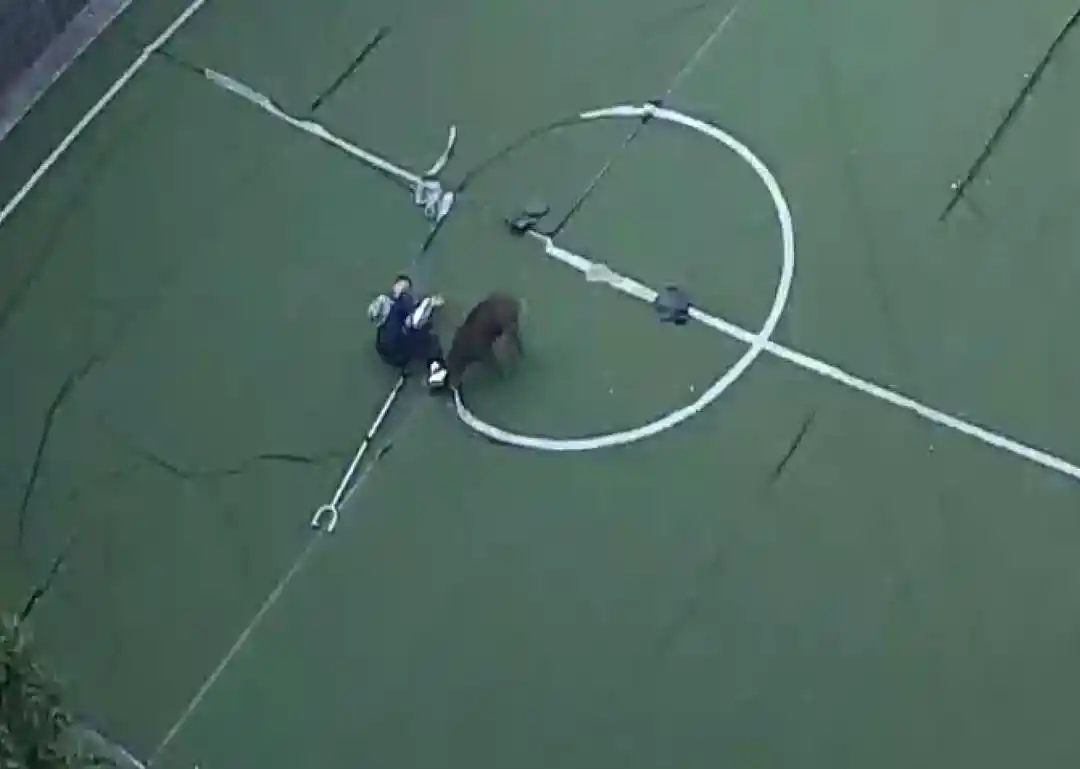 铜陵市金狮小学校园野猪入侵保安钢叉阻拦_安徽铜陵金狮小学保安大战野猪事件_安徽一狮子街头狂奔 有人拿铁锹追