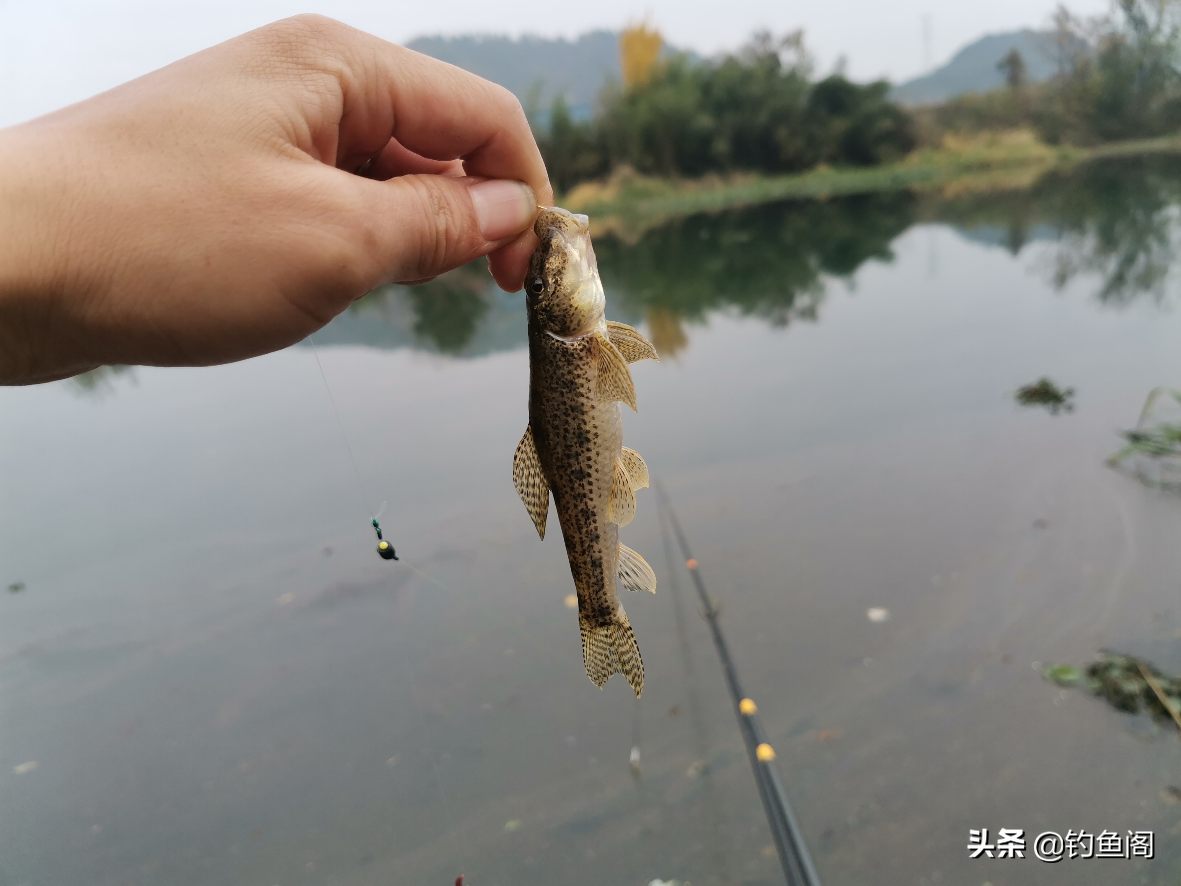 钓鱼人最讨厌的鱼排名！罗非名声最臭，鲤鱼居然也上榜