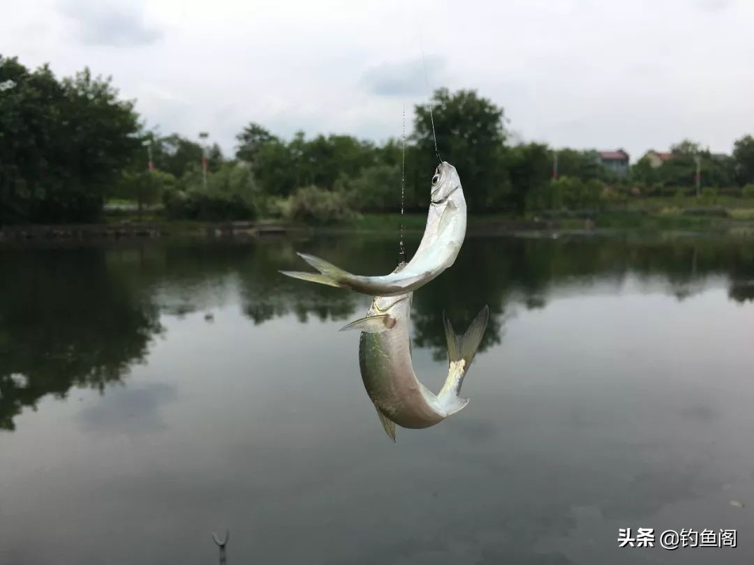 钓鱼鱼_最烦人的鱼种_钓鱼人讨厌的鱼