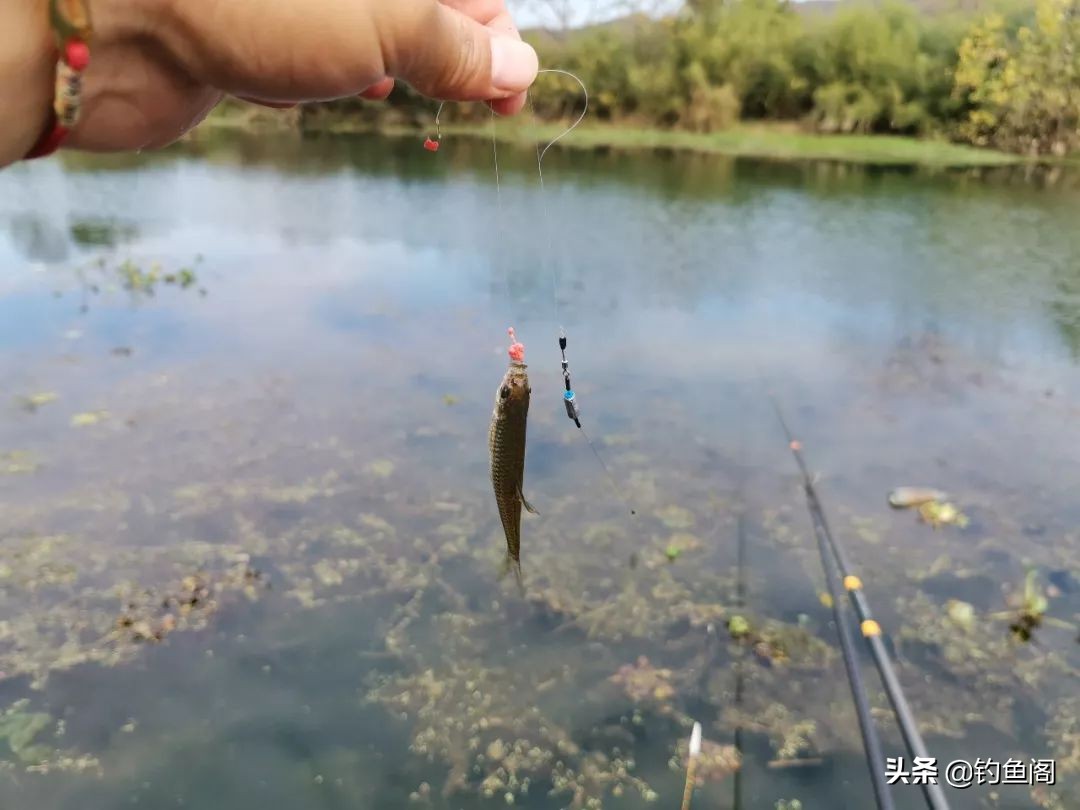 最烦人的鱼种_钓鱼人讨厌的鱼_钓鱼鱼