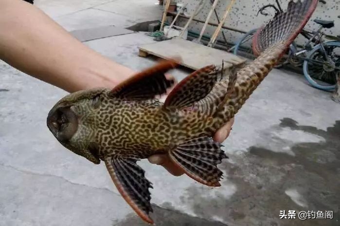 最烦人的鱼种_钓鱼鱼_钓鱼人讨厌的鱼