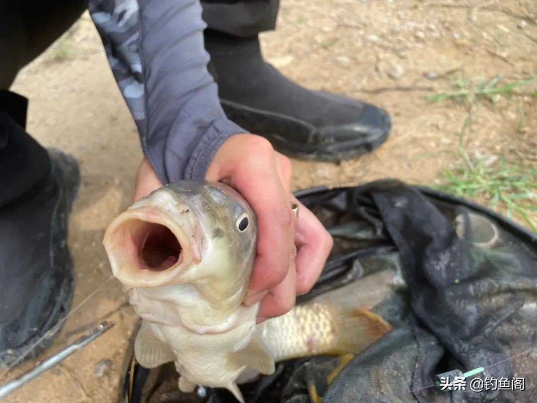 钓鱼人讨厌的鱼_钓鱼鱼_最烦人的鱼种