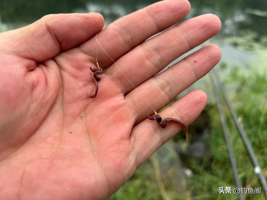 换活饵钓法技巧_钓鱼鱼_秋季钓鲫鱼轻口应对