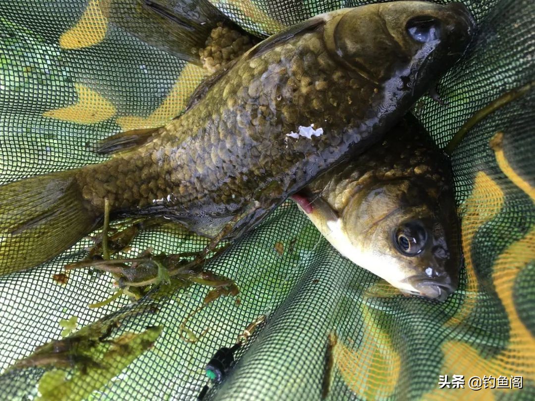 钓鱼鱼_钓鱼黑话大全_钓鱼术语解释