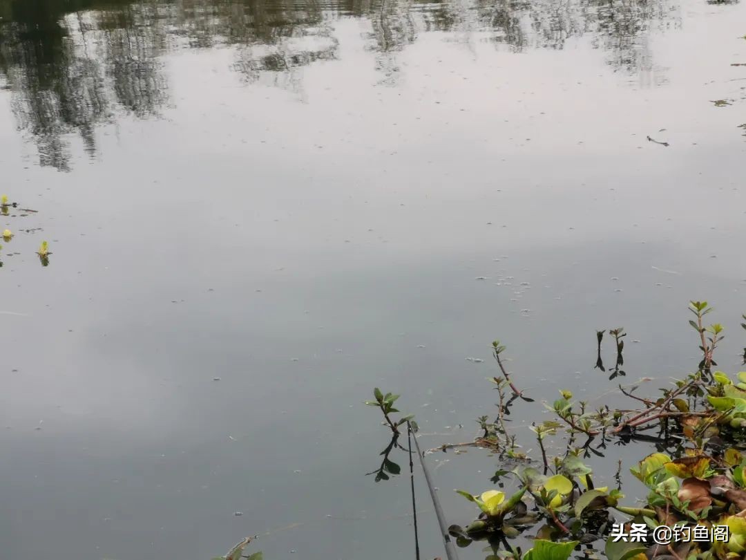 钓鱼术语解释_钓鱼鱼_钓鱼黑话大全