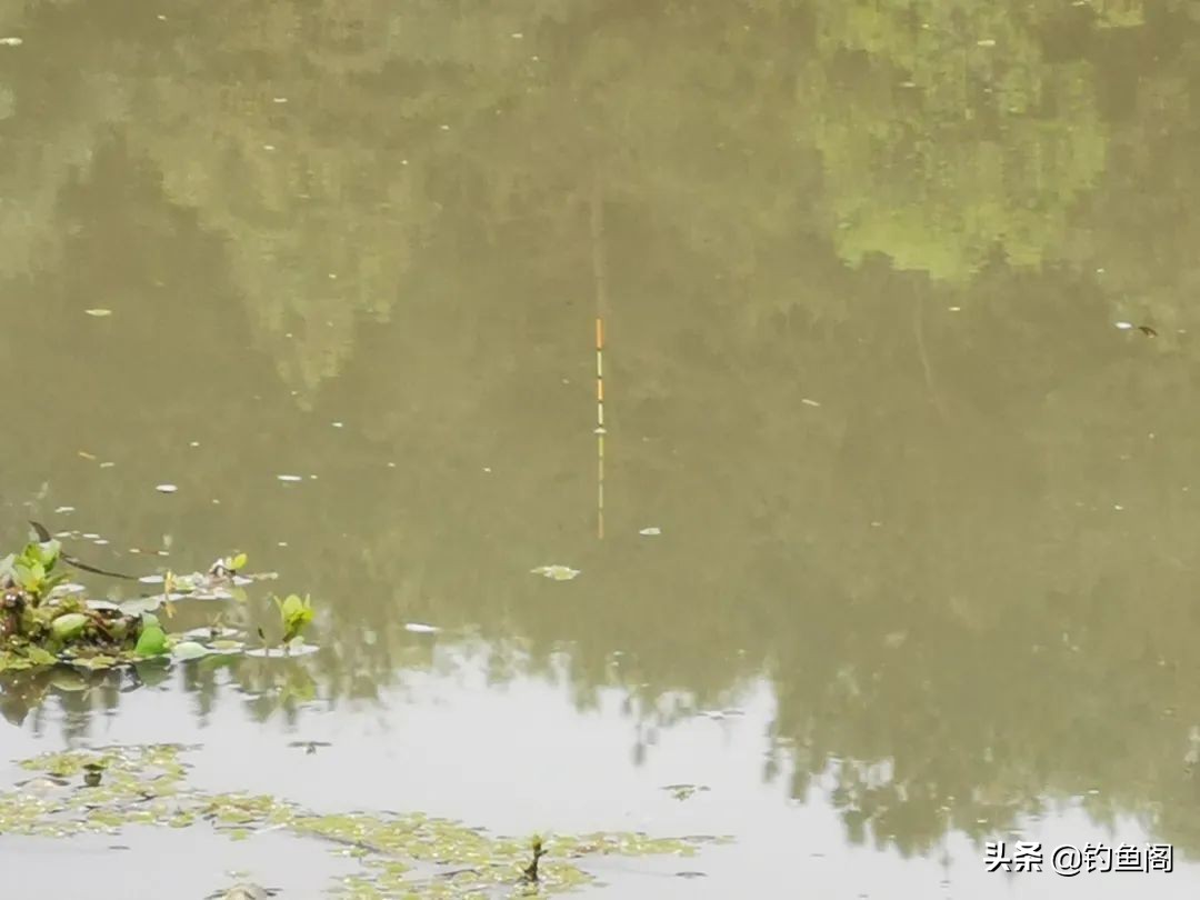 钓鱼术语解释_钓鱼黑话大全_钓鱼鱼