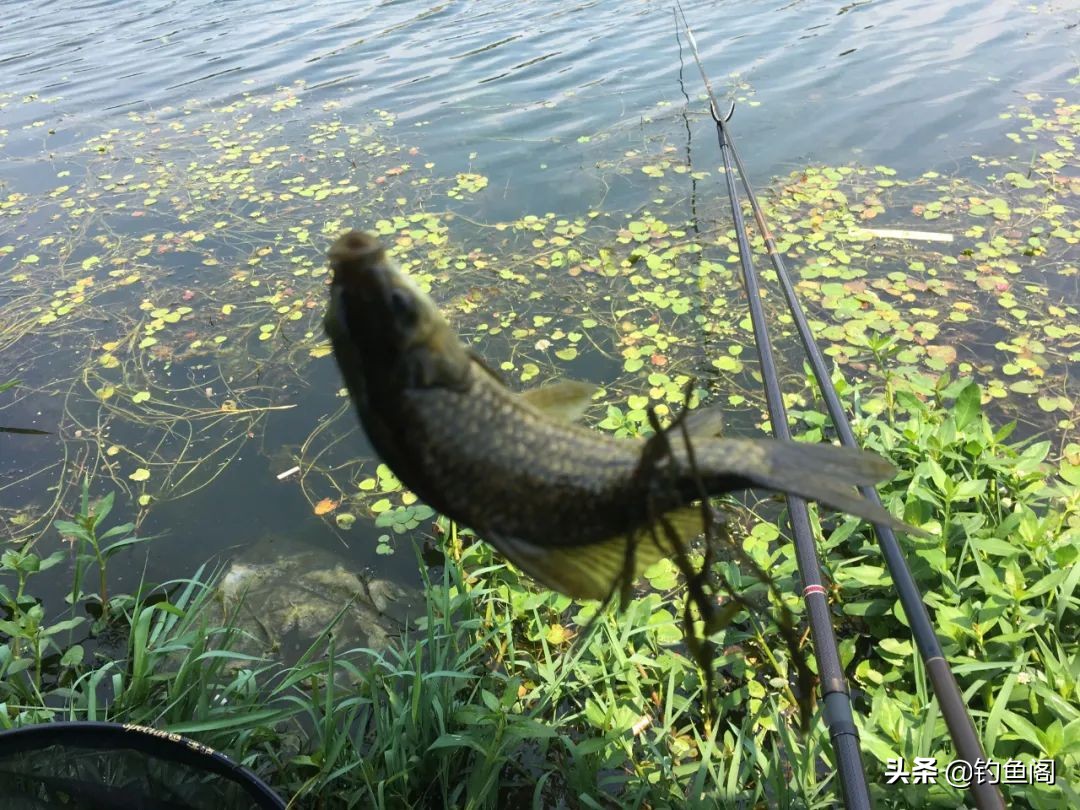 钓鱼鱼_钓鱼术语解释_钓鱼黑话大全