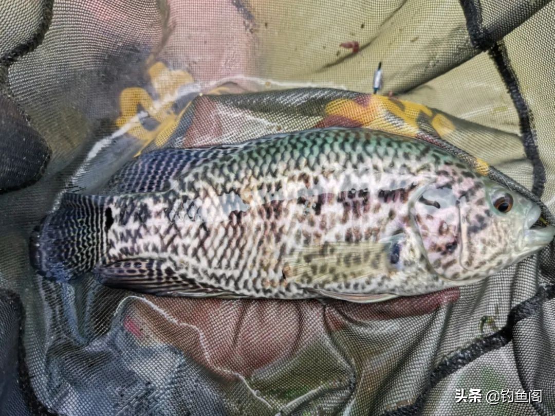 什么鱼最好吃？这6种鱼好吃但不好钓，价格昂贵还买不到