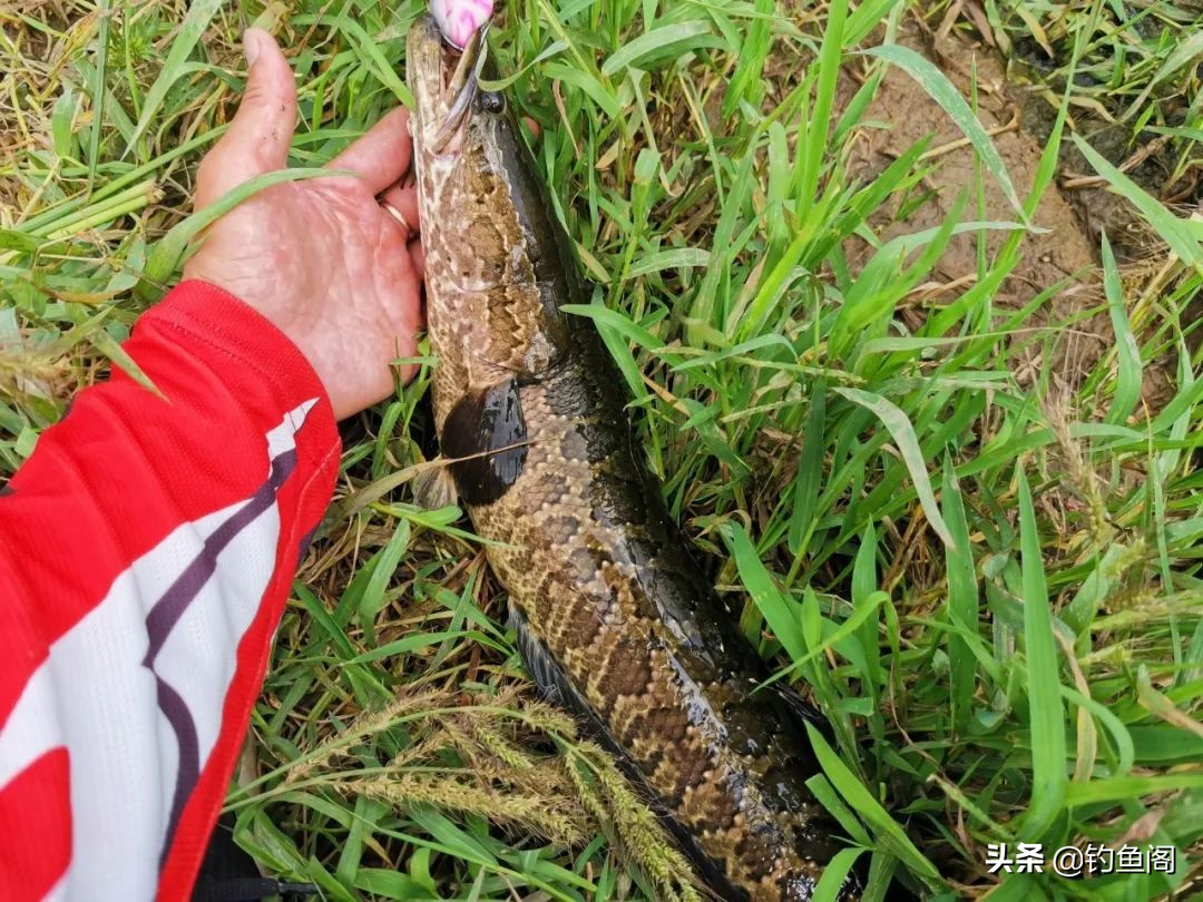 最好吃的鱼_钓鱼鱼_黑鱼口感评价