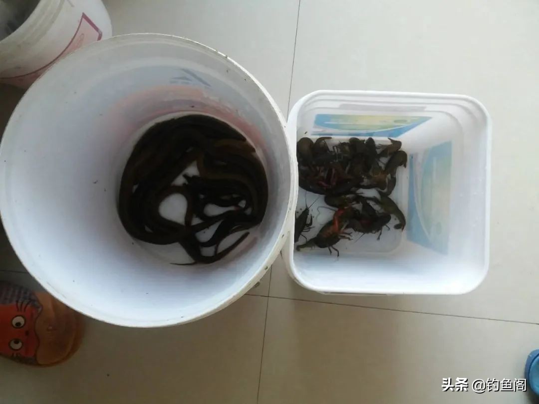 黑鱼口感评价_最好吃的鱼_钓鱼鱼