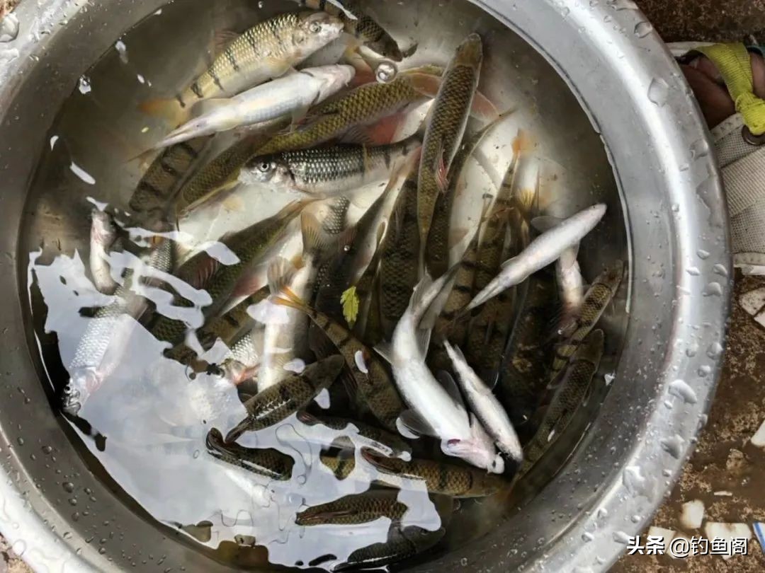 钓鱼鱼_最好吃的鱼_黑鱼口感评价