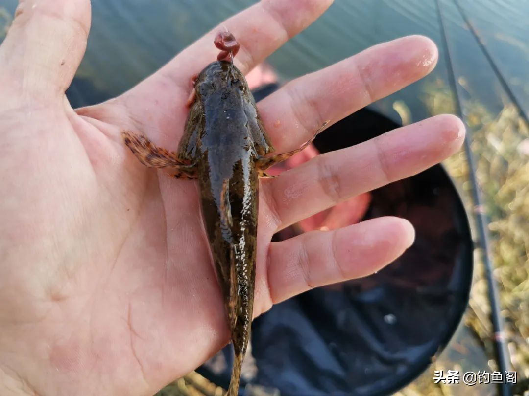 最好吃的鱼_钓鱼鱼_黑鱼口感评价