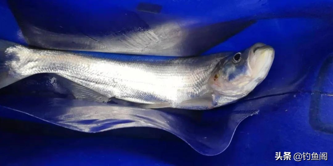 钓鱼鱼_黑鱼口感评价_最好吃的鱼