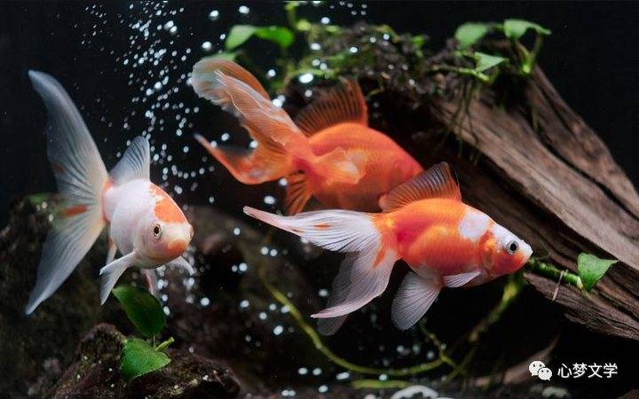 钓鱼 文/李固国