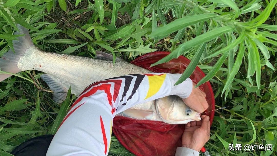 鱼在点烟时咬钩原因_钓鱼鱼_钓鱼未解之谜