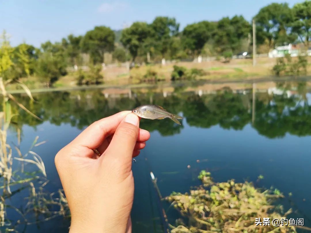 钓鱼鱼_鱼在点烟时咬钩原因_钓鱼未解之谜