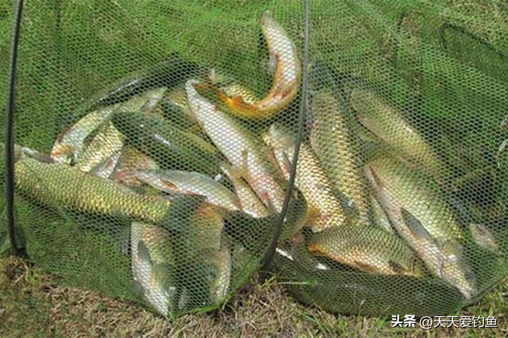 鲤鱼习性钓位窝料_钓鱼鱼_春末夏初钓大鱼技巧