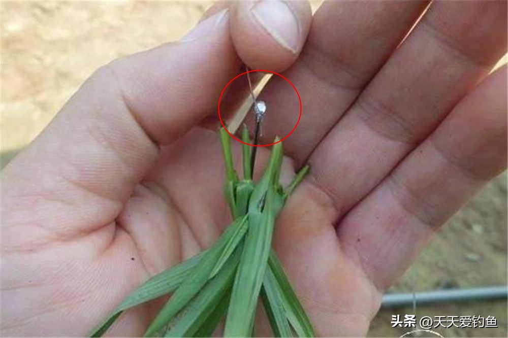 钓鱼鱼_春末夏初钓大鱼技巧_鲤鱼习性钓位窝料