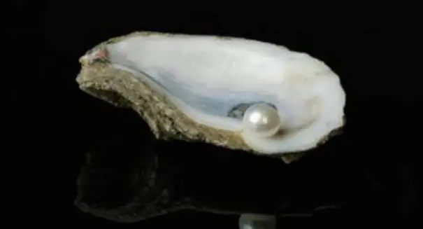 占卜_龟甲占卜方法_占卜历史发展