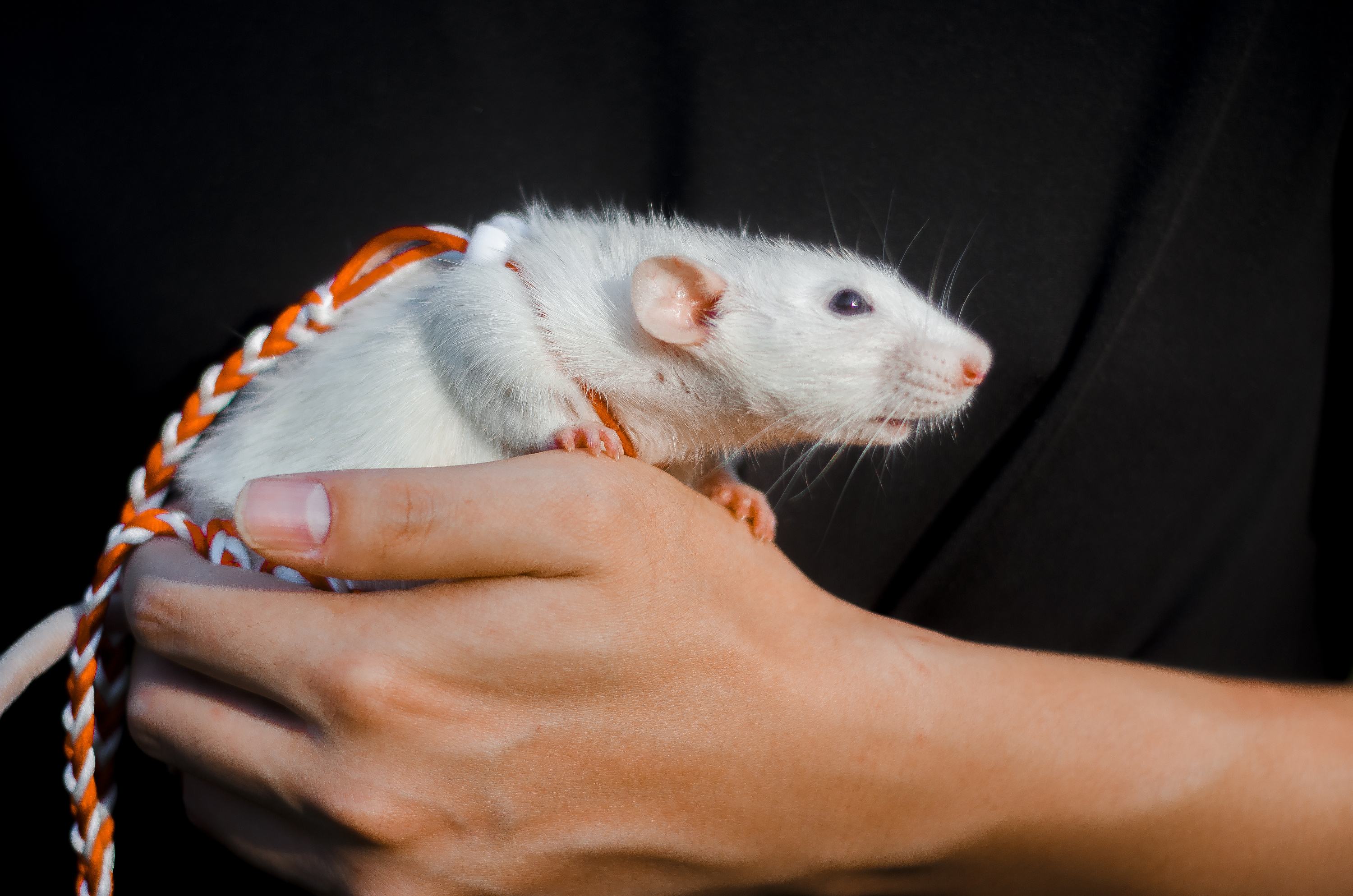 龟甲占卜方法_占卜历史发展_占卜