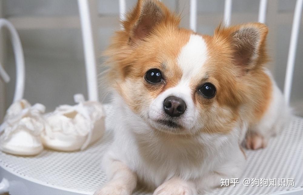 常见狗狗品种介绍_狗狗品种特点_狗多久不喝水会死