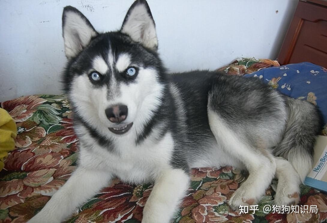 常见狗狗品种介绍_狗多久不喝水会死_狗狗品种特点