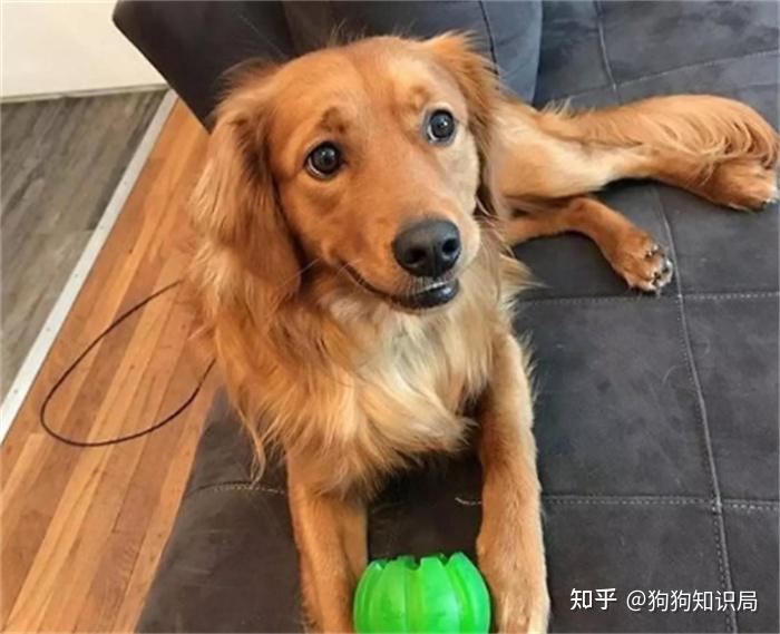 常见狗狗品种介绍_狗狗品种特点_狗多久不喝水会死