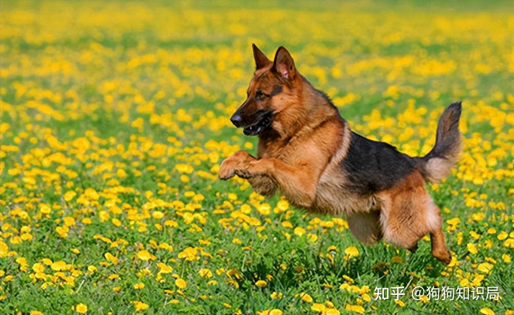 常见狗狗品种介绍_狗狗品种特点_狗多久不喝水会死