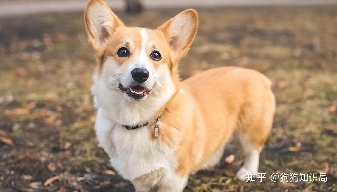 常见狗狗品种介绍_狗多久不喝水会死_狗狗品种特点