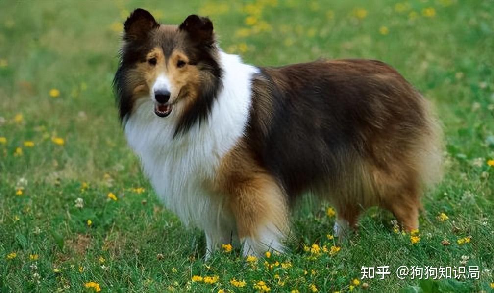 常见狗狗品种介绍_狗多久不喝水会死_狗狗品种特点