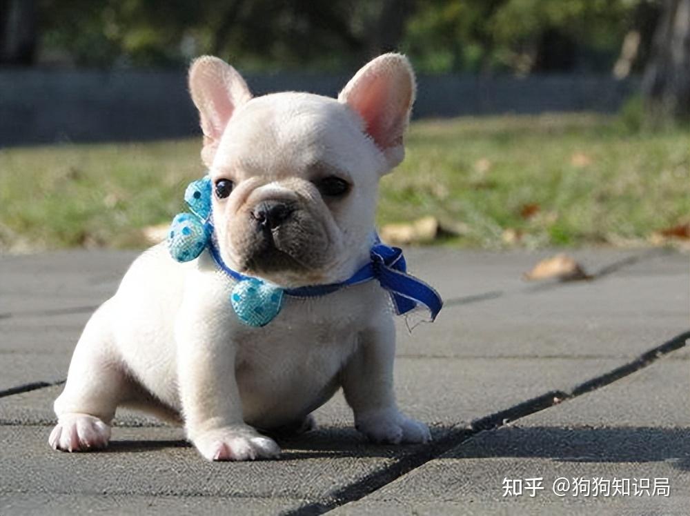 常见狗狗品种介绍_狗狗品种特点_狗多久不喝水会死