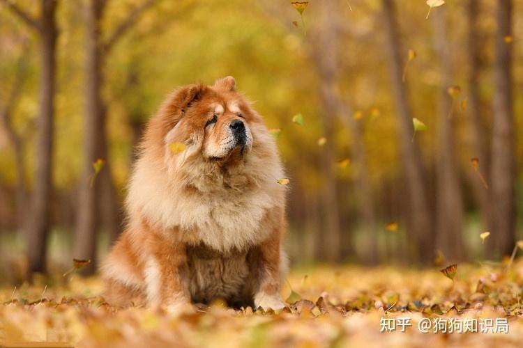 狗多久不喝水会死_狗狗品种特点_常见狗狗品种介绍