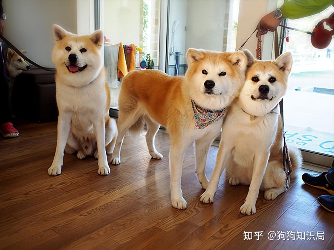 狗多久不喝水会死_常见狗狗品种介绍_狗狗品种特点