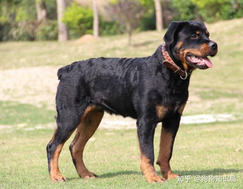 狗狗品种特点_狗多久不喝水会死_常见狗狗品种介绍