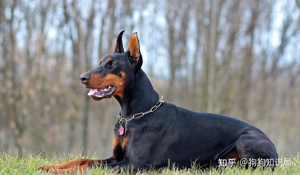 狗狗品种特点_狗多久不喝水会死_常见狗狗品种介绍