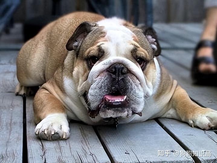 狗多久不喝水会死_常见狗狗品种介绍_狗狗品种特点