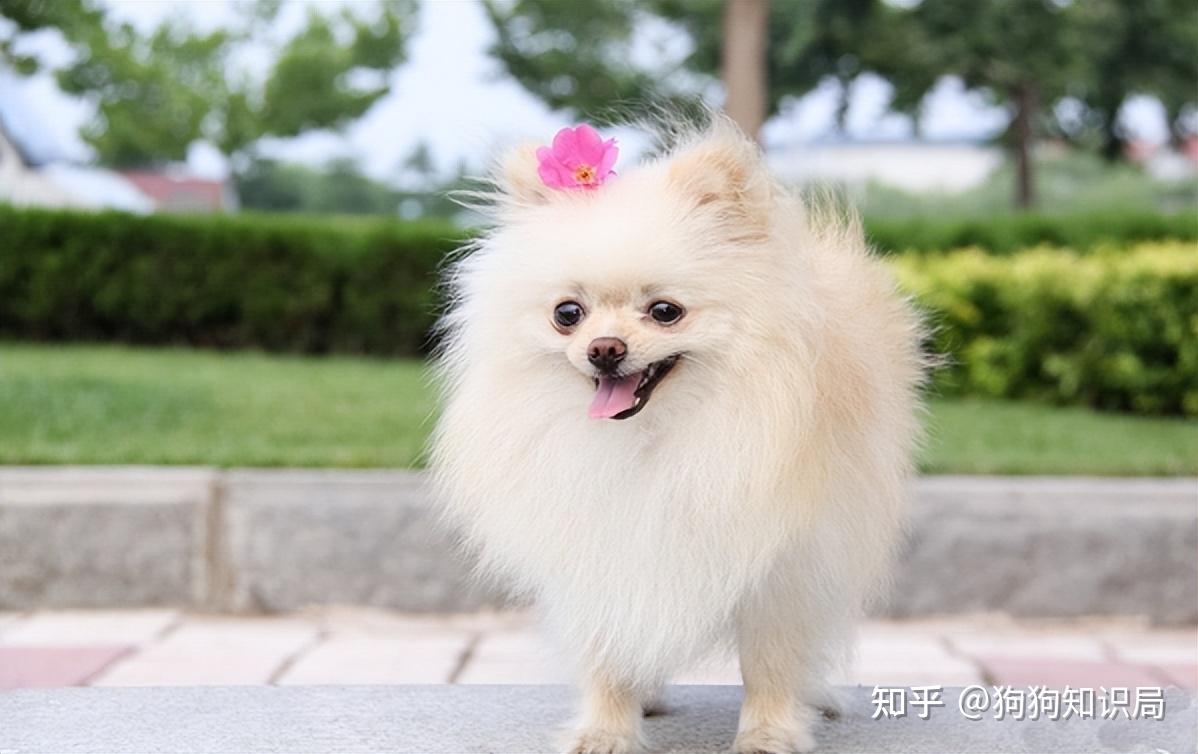 狗多久不喝水会死_狗狗品种特点_常见狗狗品种介绍