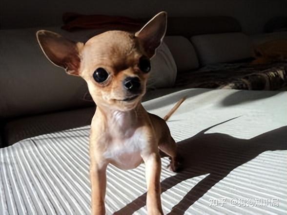 狗多久不喝水会死_常见狗狗品种介绍_狗狗品种特点