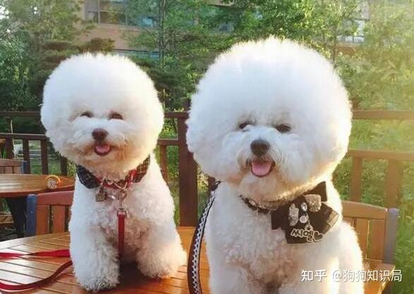 常见狗狗品种介绍_狗狗品种特点_狗多久不喝水会死