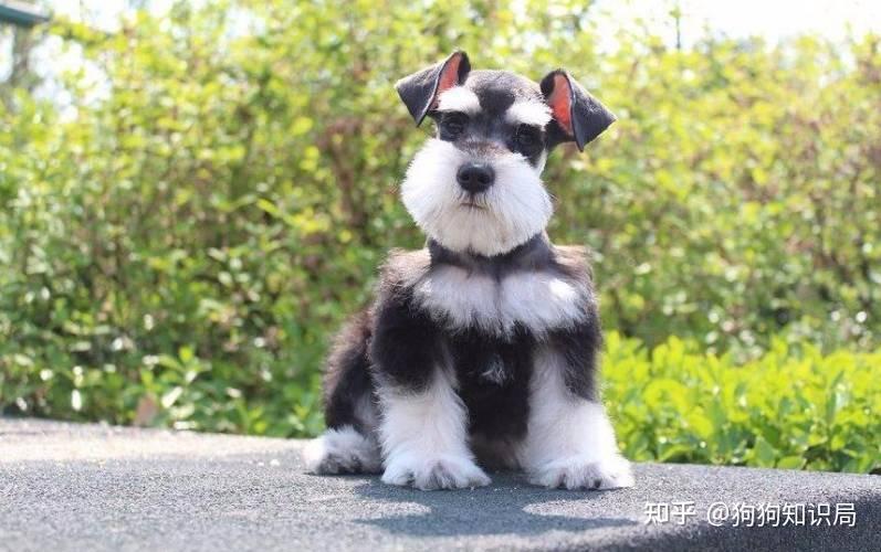 狗狗品种特点_常见狗狗品种介绍_狗多久不喝水会死