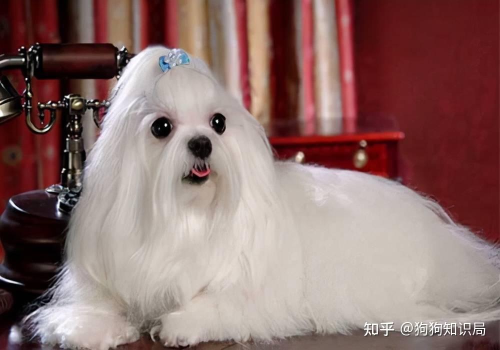 狗多久不喝水会死_常见狗狗品种介绍_狗狗品种特点