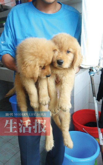 南宁一大学男生养6只鹦鹉2只狗 宿舍该不该养宠物