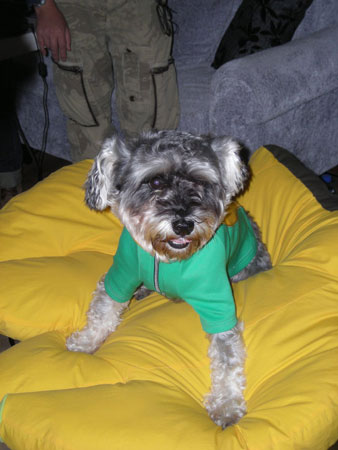 心理专家：养宠物也能缓解压力(图)