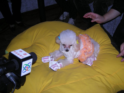 心理专家：养宠物也能缓解压力(图)