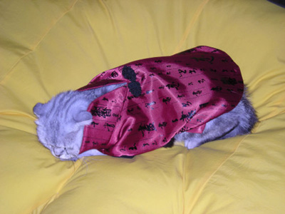 心理专家：养宠物也能缓解压力(图)